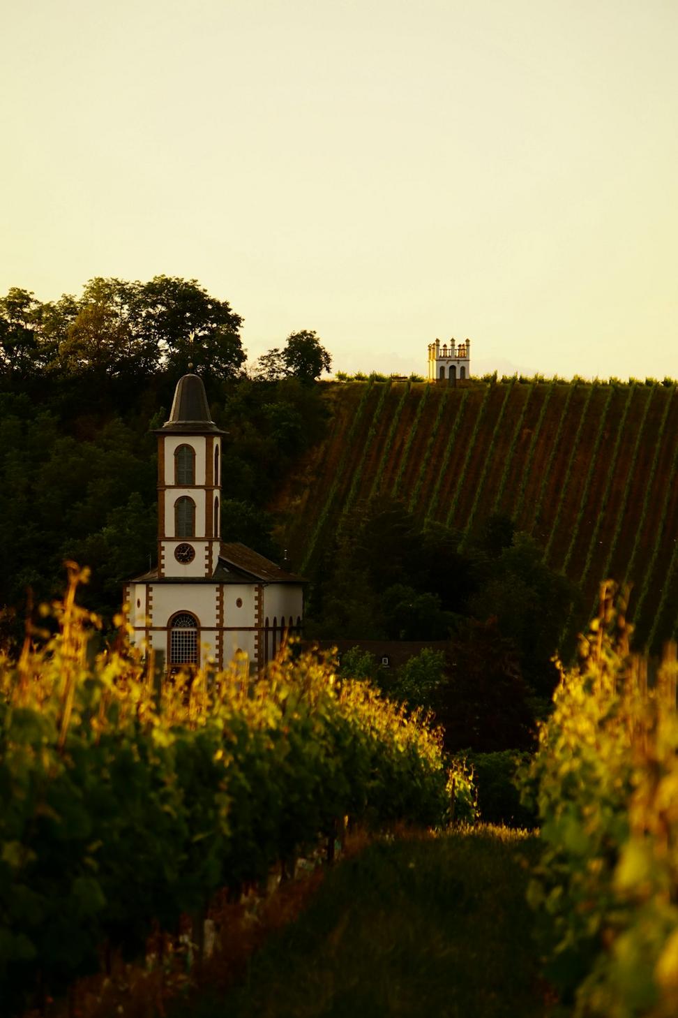 Vineyard Tours