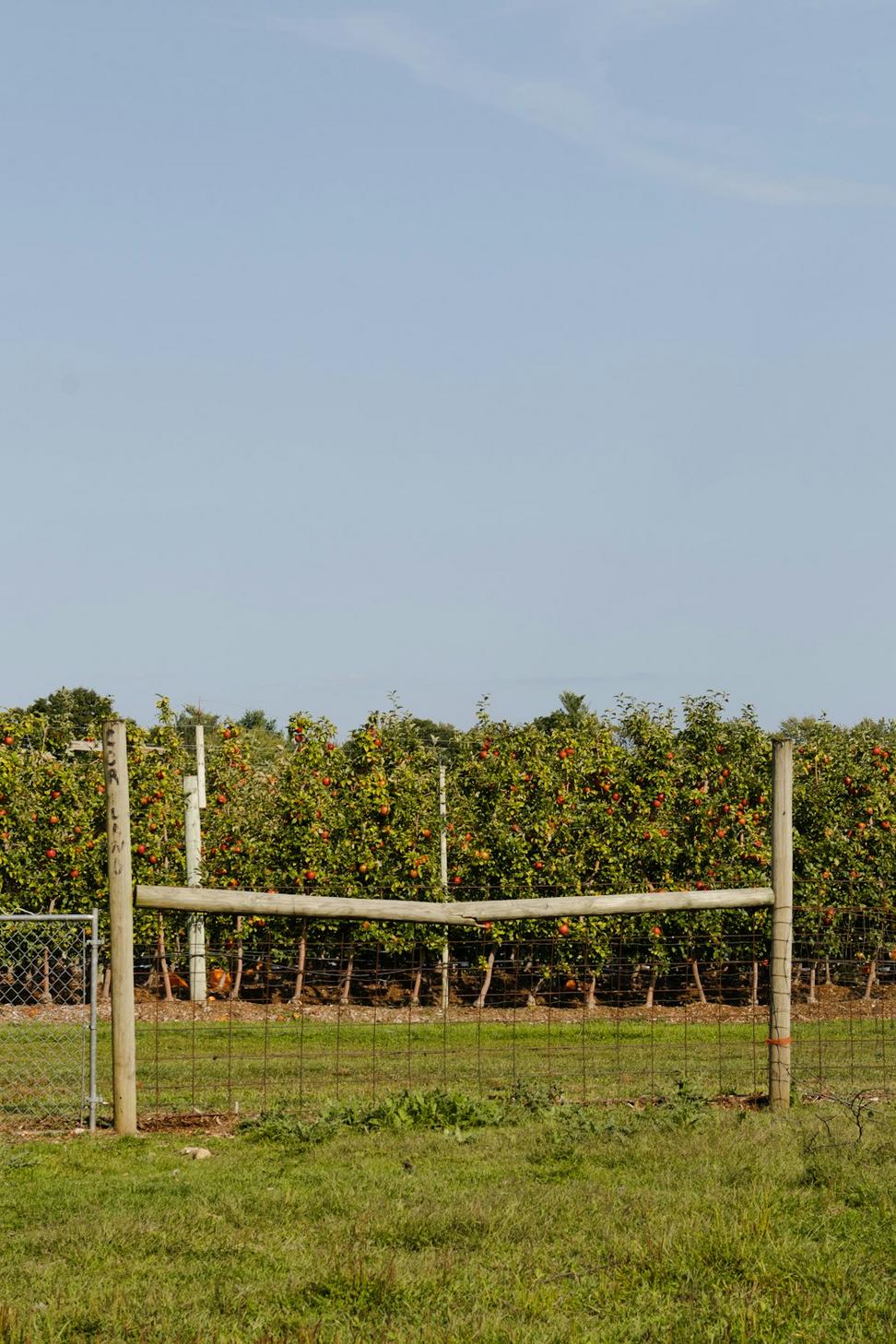 Vineyard landscape