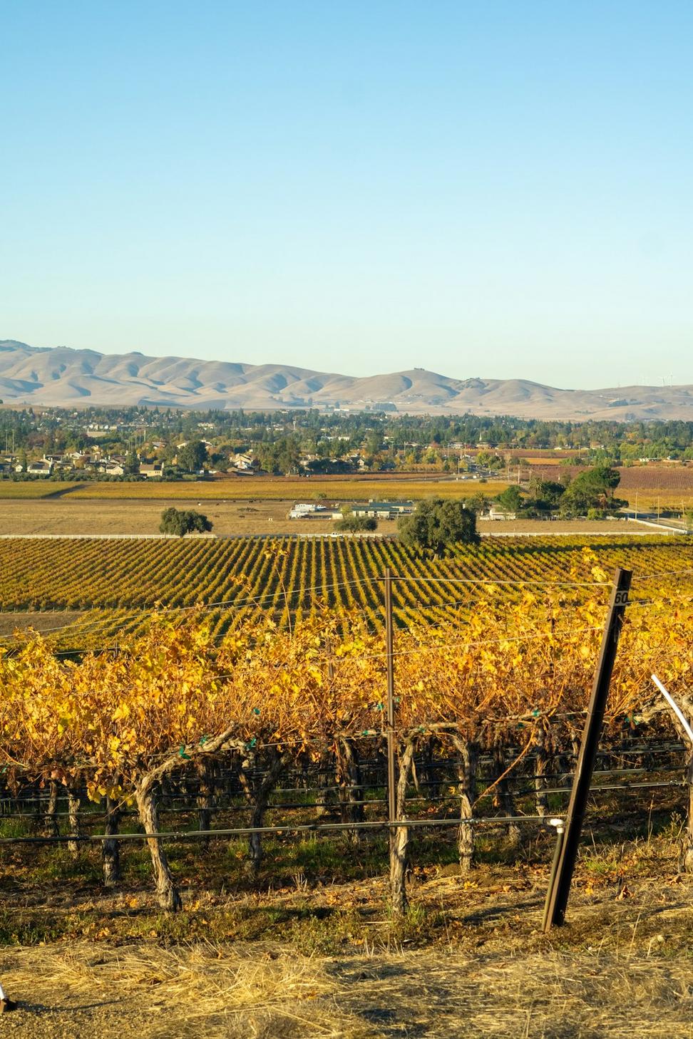 Vineyard during harvest season
